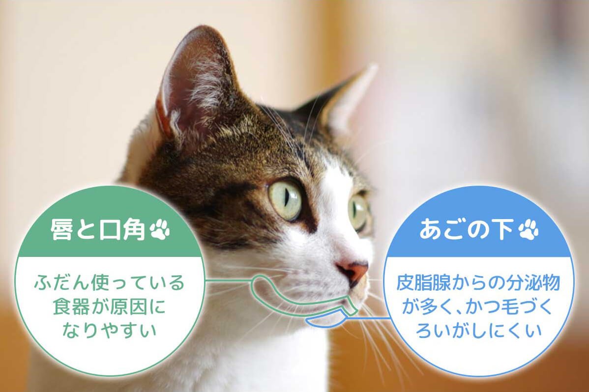 猫のニキビができる場所